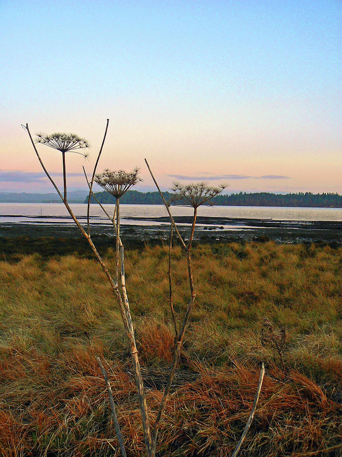  Wild Flowers on the Bay Photograph by Pamela Patch
