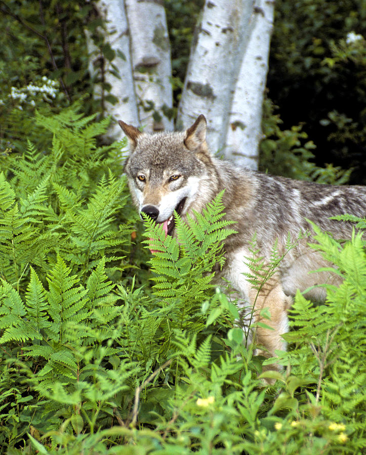 Wolf In The Woods Photograph by Larry Allan