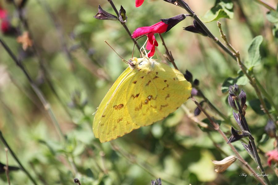  Yellow Butterfly Photograph by Amy Gallagher