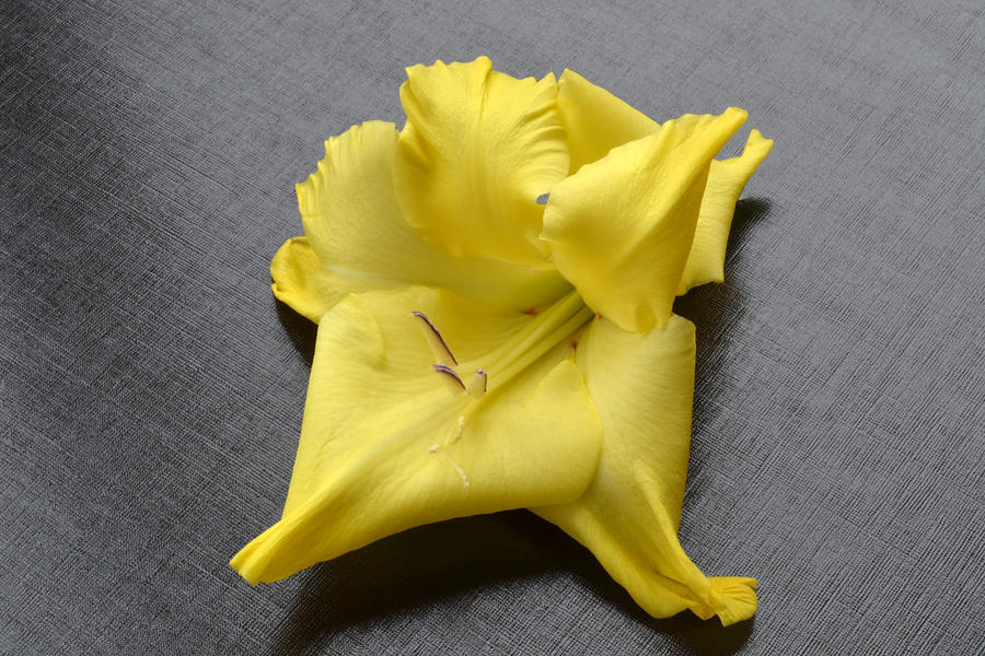  Yellow Gladiolus Portrait Photograph by Terence Davis