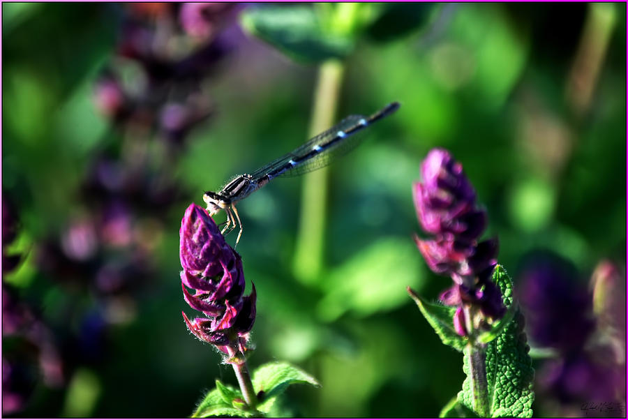 0004 Dragonfly YOGA on a SALVIA Burgundy Candle Photograph by Michael Frank Jr
