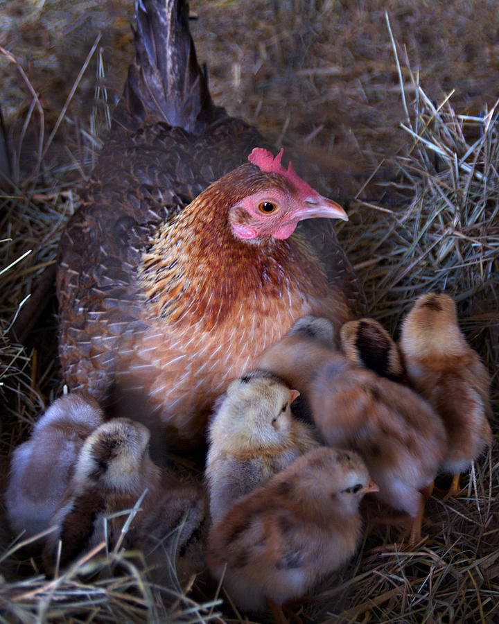 0706-0060 Mother Hen Photograph by Randy Forrester
