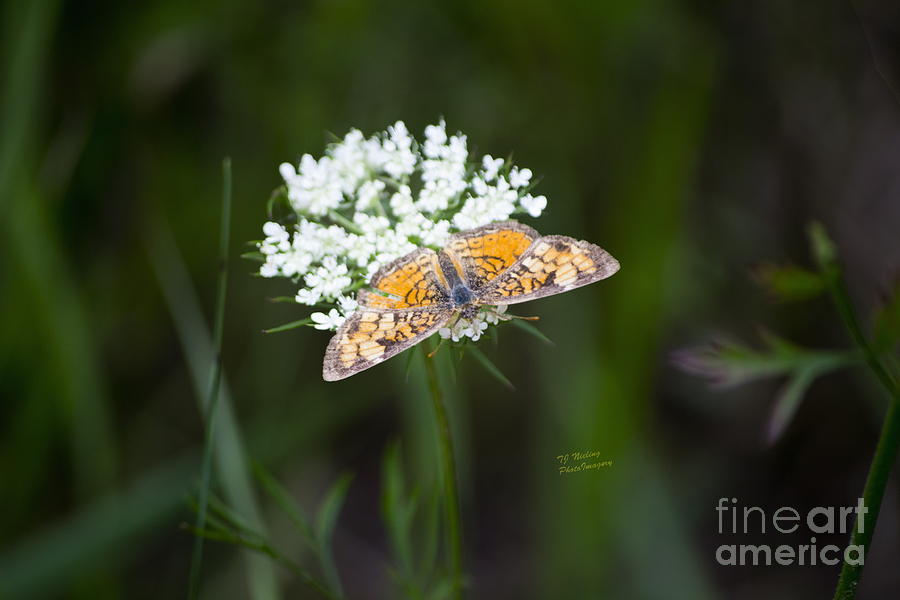  Butterfly on white flower #1 Photograph by TommyJohn PhotoImagery LLC