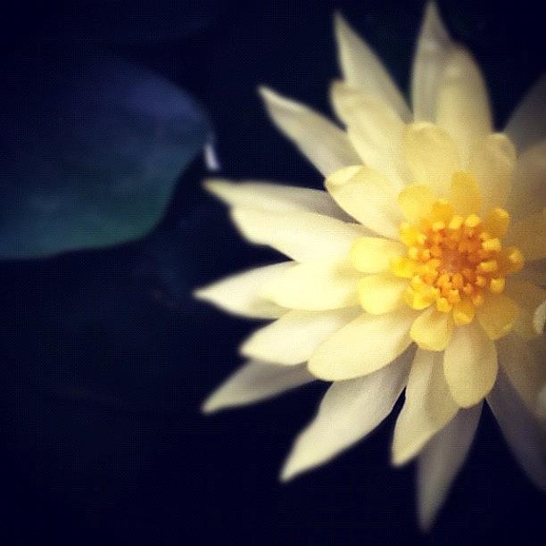 Flower Photograph -  #1 by Christina Pabustan