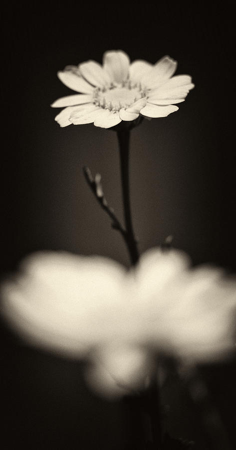 Dark Daisy Photograph