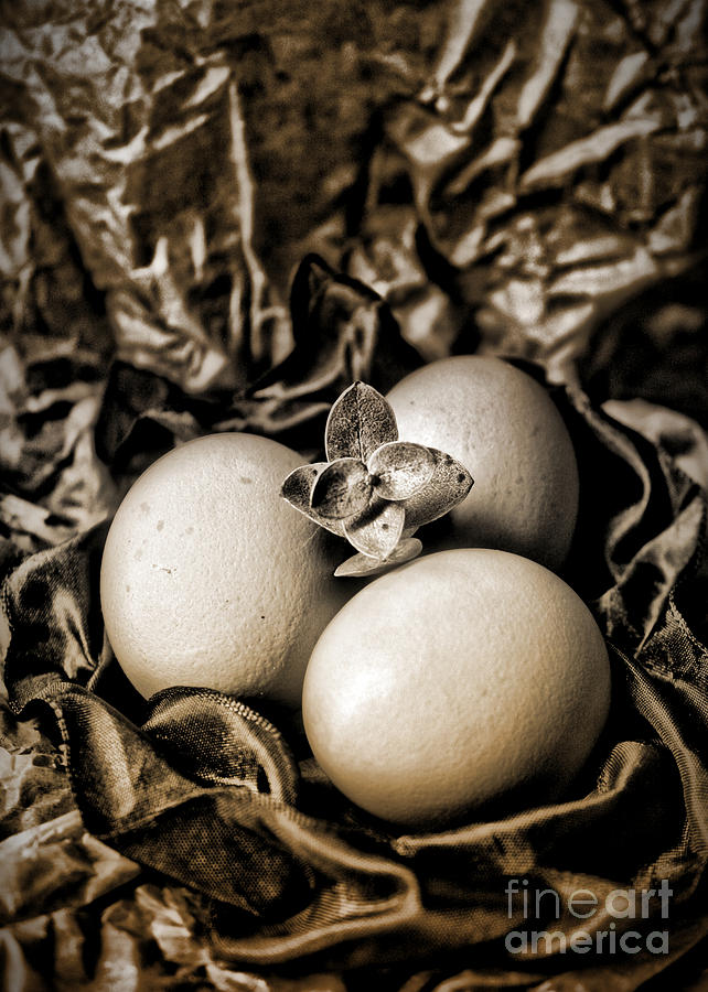  Easter Eggs in sepia #1 Photograph by Danuta Bennett