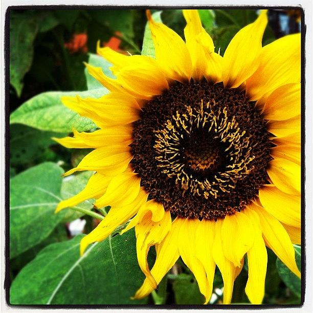 Sunflower Photograph - ❤🌻☀🌻☀🌻☀🌻❤ #1 by Ester Yu