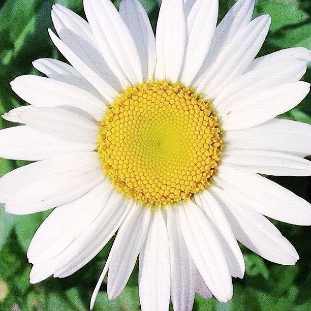 Flower Photograph - Му #flowers #webstagram #iphonegraphy #1 by Irina Moskalev