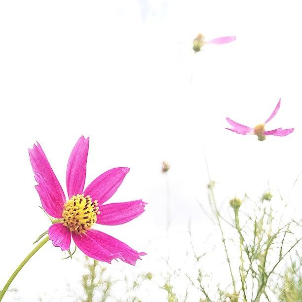 Flowers Still Life Photograph -  #1 by Satsuki Nakazawa
