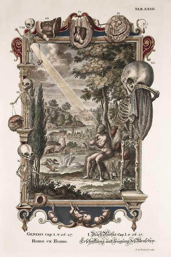 Skeleton Photograph - 1731 Johann Scheuchzer Creation Of Man by Paul D Stewart