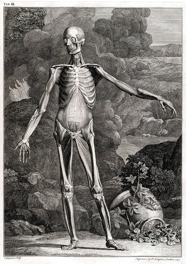 Science Photograph - 18th Century Anatomical Engraving by Science Source