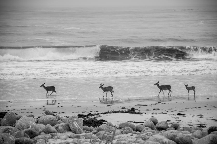 4 Deer in Ocean black and white #1 Photograph by Connie Cooper-Edwards