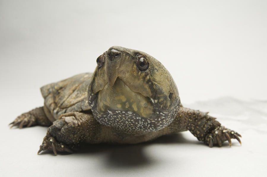 A Big-headed Turtle From Asia Photograph by Joel Sartore