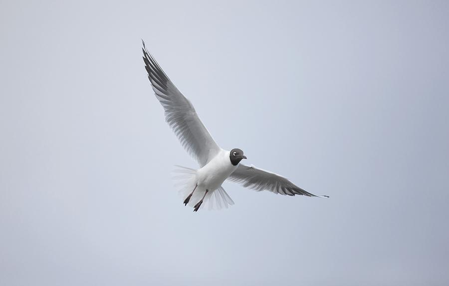 Animal Photograph - A Bird In Flight Amble, Northumberland #1 by John Short