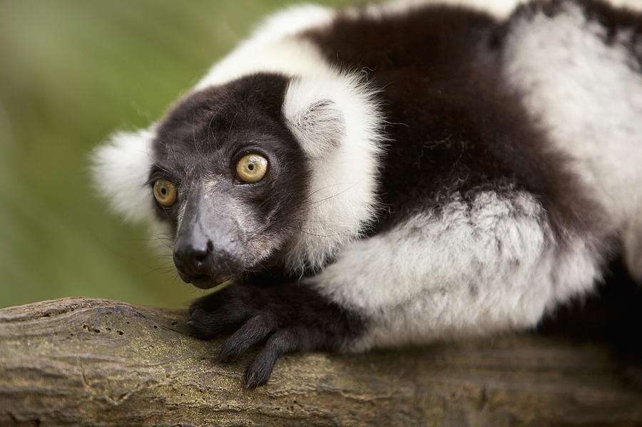Tree Photograph - A Black-and-white Ruffed Lemur Varecia #1 by Deddeda