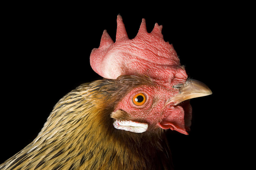 A Brown Leghorn Hen Chicken Photograph by Joel Sartore