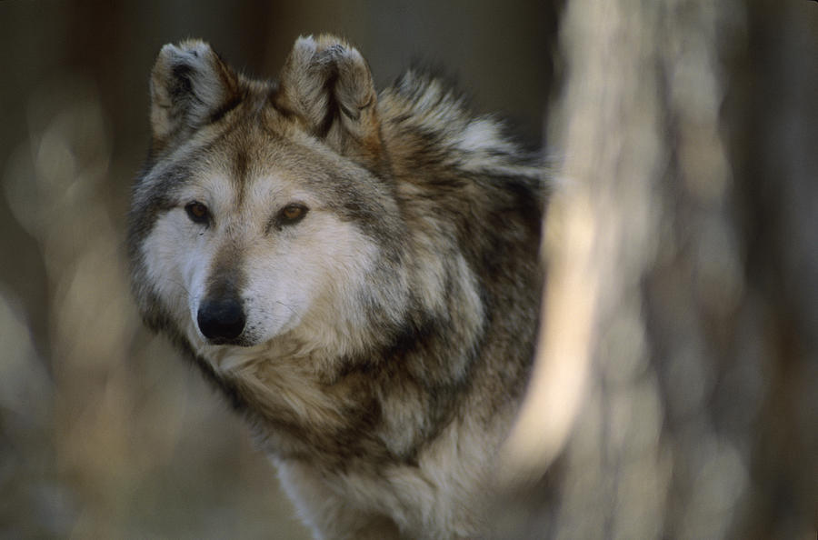 A Captive Mexican Gray Wolf, The Rarest Photograph by Joel Sartore