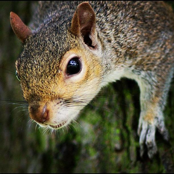 Rose Photograph - A Close Up To A Curious Squirrel, By My #1 by Ahmed Oujan