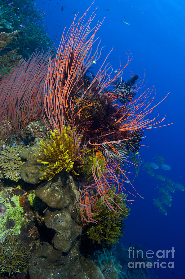 A Colony Of Red Whip Fan Corals #1 Photograph by Steve Jones