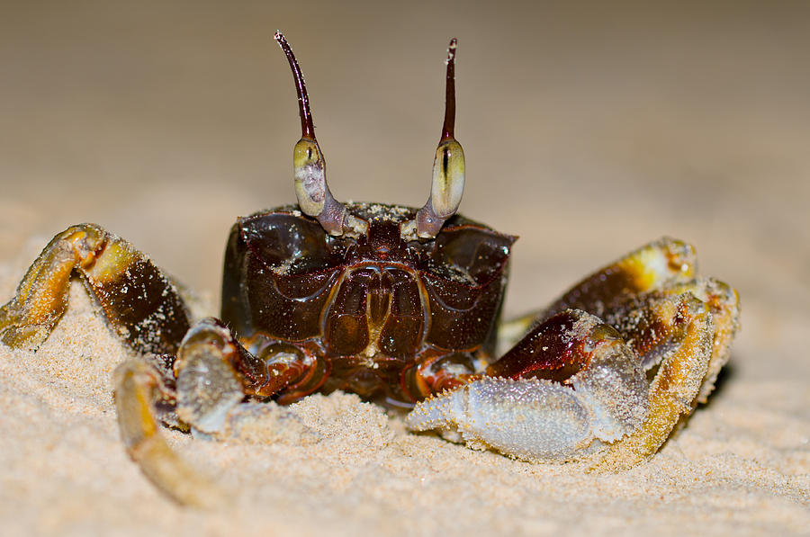 A crab on the shore  #1 Photograph by U Schade