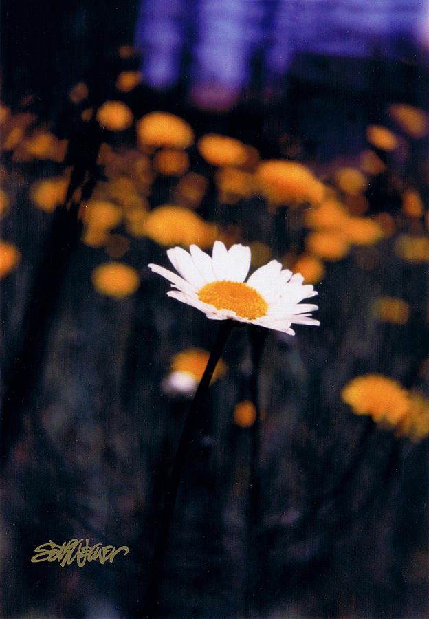 Optimism Photograph - A Daisy Alone by Seth Weaver Optimism Photograph - A Daisy Alone by Seth Weaver