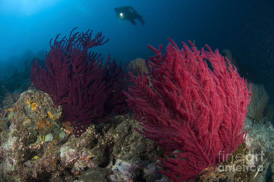 A Diver Looks On At A Colorful Reef #1 Photograph by Steve Jones