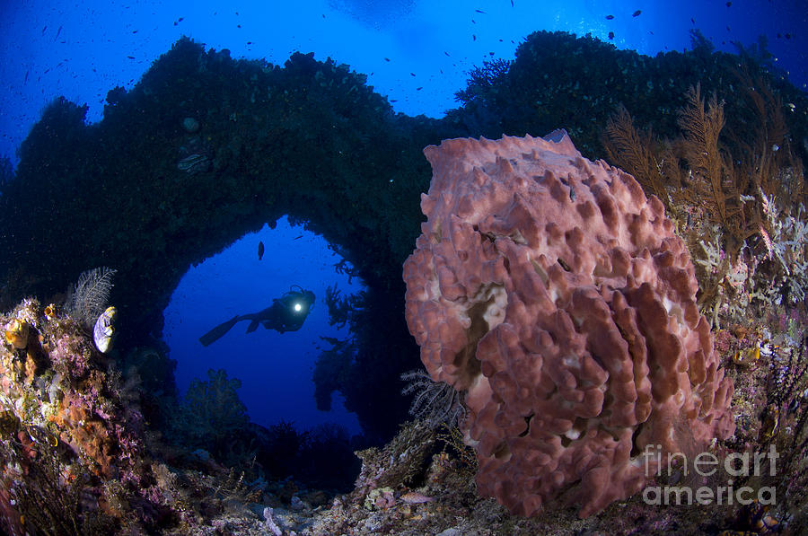 A Diver Looks On At A Giant Barrel #1 Photograph by Steve Jones