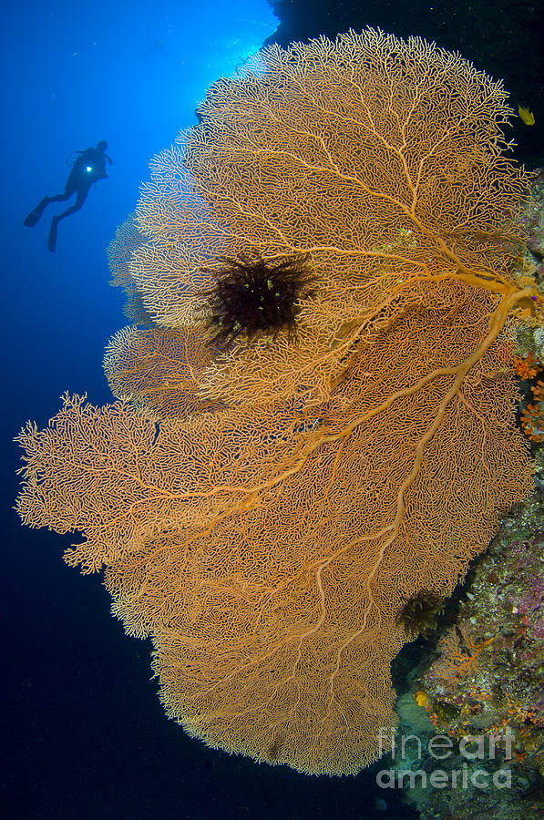 A Diver Looks On At Large Gorgonian Sea #1 Photograph by Steve Jones