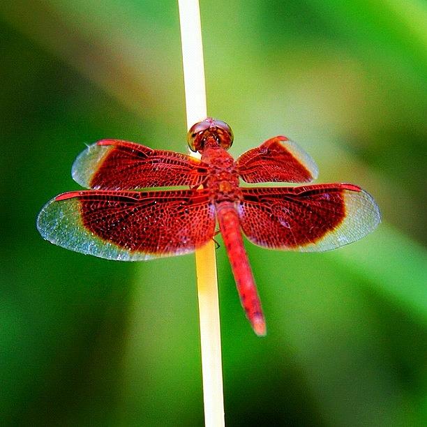Rose Photograph - A Dragonfly On A Stick Of Dried Garden #1 by Ahmed Oujan