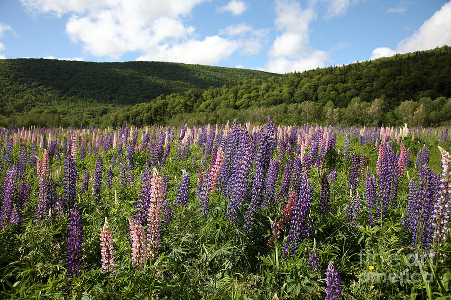 A Field Of Lupins #1 Photograph by Ted Kinsman
