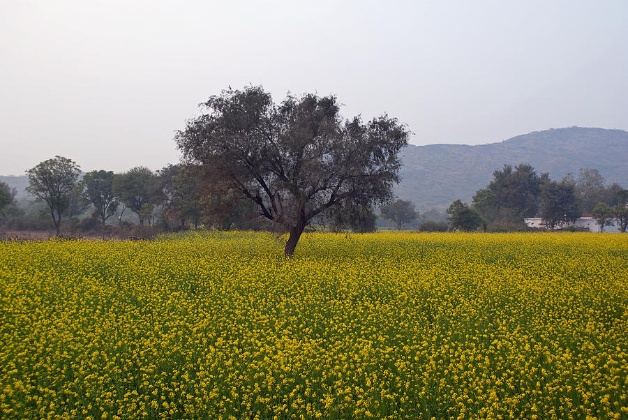 A field of mustard with a tree and mountains in the background #1 Photograph by Ashish Agarwal