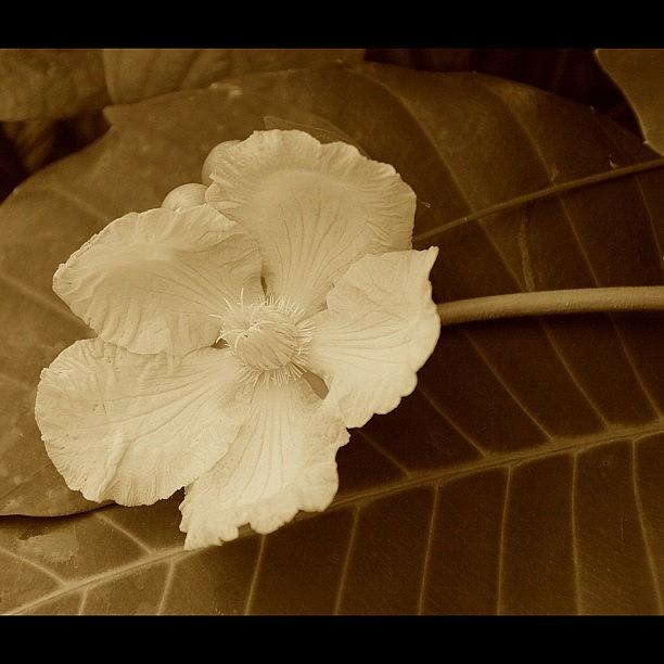 Rose Photograph - A Flower Resting On A Huge Leaf, By My #1 by Ahmed Oujan