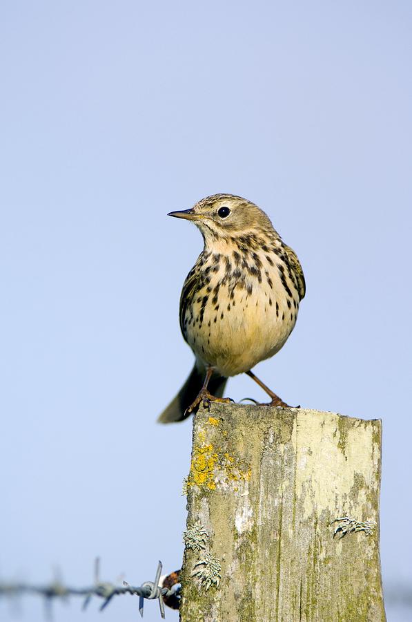 A Meadow Pipit Photograph by Duncan Shaw