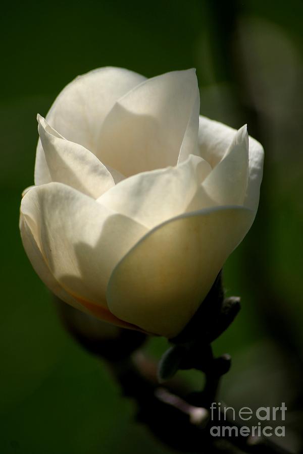 Magnolia Movie Photograph - A New Day #1 by Living Color Photography Lorraine Lynch