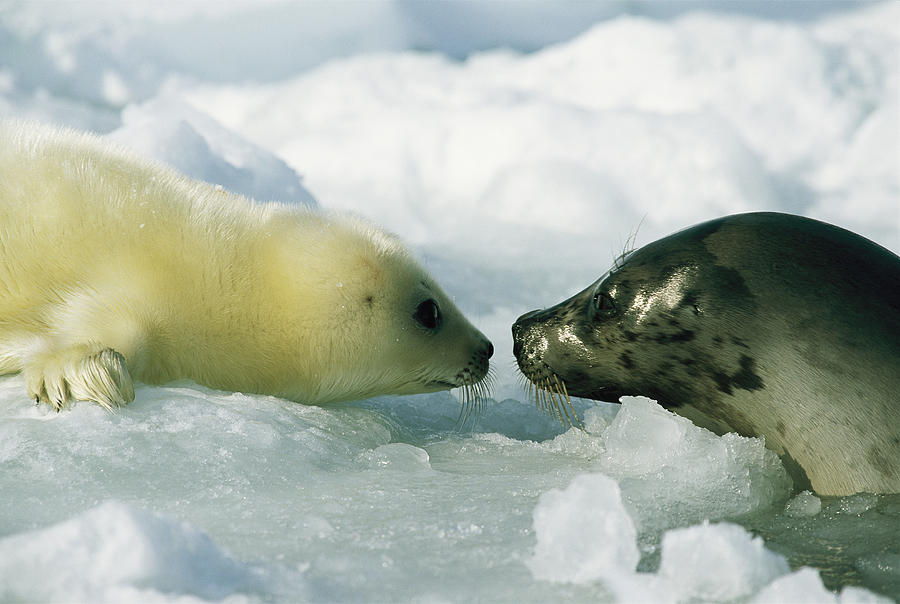 A Newborn Harp Seal Pup In Yellowcoat Photograph by Norbert Rosing