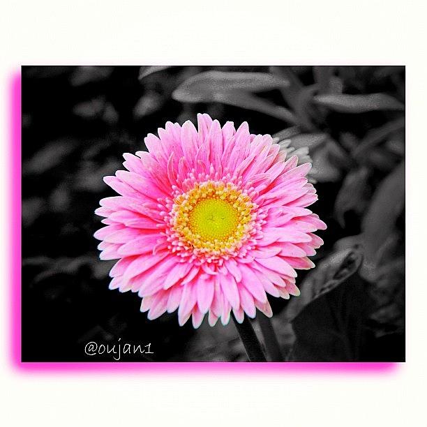 Rose Photograph - A Pink Flower Reminds Me With A Female #1 by Ahmed Oujan