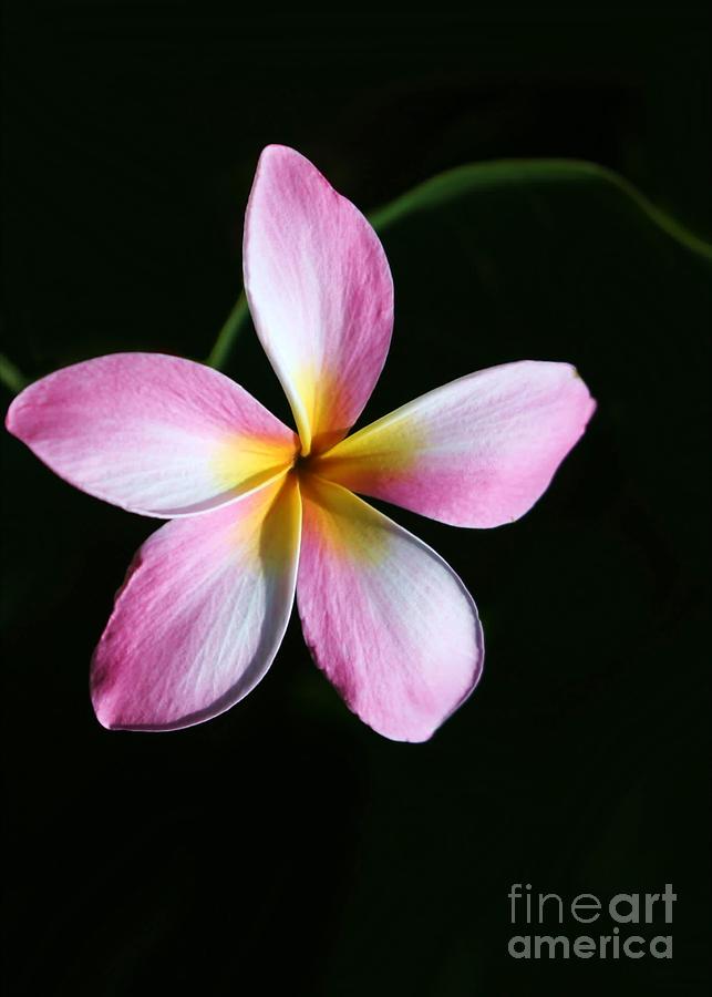 Flower Photograph - A Pink Plumeria by Sabrina L Ryan