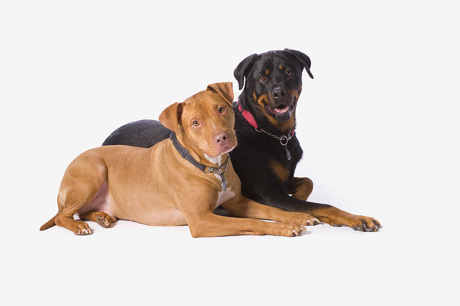 Dog Photograph - A Pitbull And A Rotweiller On A White #1 by Corey Hochachka