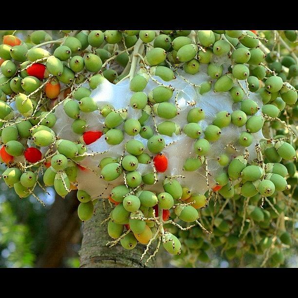 Nature Photograph - A Red Ants Nest Built In The Fruits Of #1 by Ahmed Oujan
