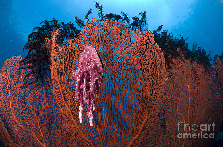 Wildlife Photograph - A Red Sea Fan With Sponge Colored Clam #1 by Steve Jones