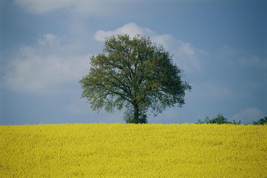 A Scenic View In Spring Of Bright Photograph by Todd Gipstein