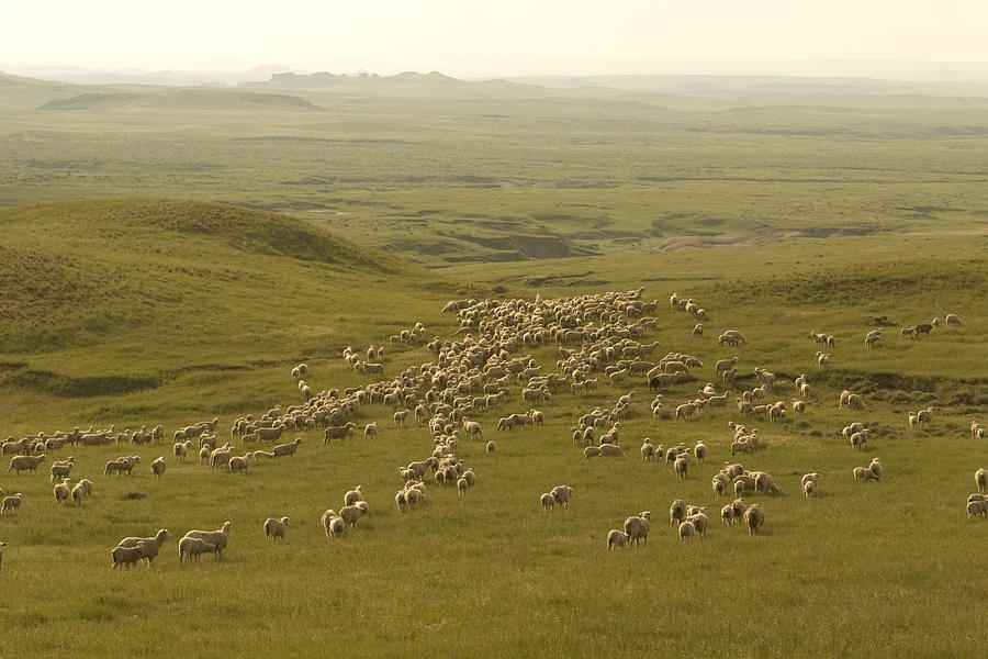 A Sheep Ranch In Spring In South Dakota Photograph by Phil Schermeister