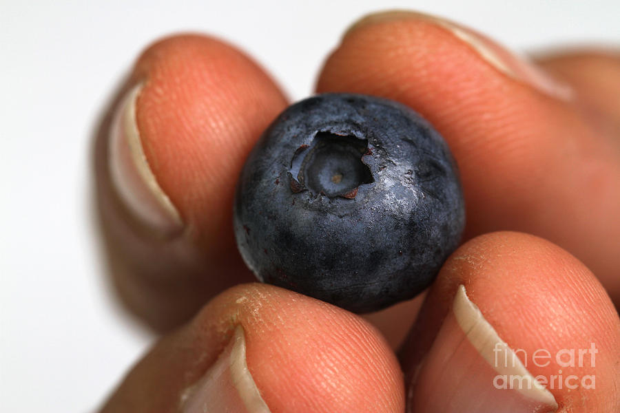 A Single Blueberry #1 Photograph by Photo Researchers, Inc.