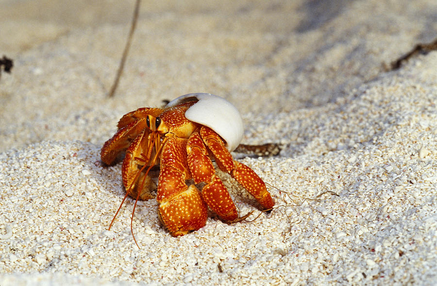 Hermes the Hermit Crab. Strawberry Crab. Hermit Crab BIQU.