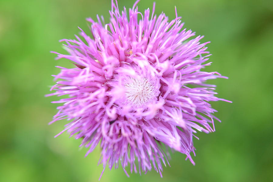 A Thistle here a Thistle there Photograph by Amanda Connelly - Fine Art ...