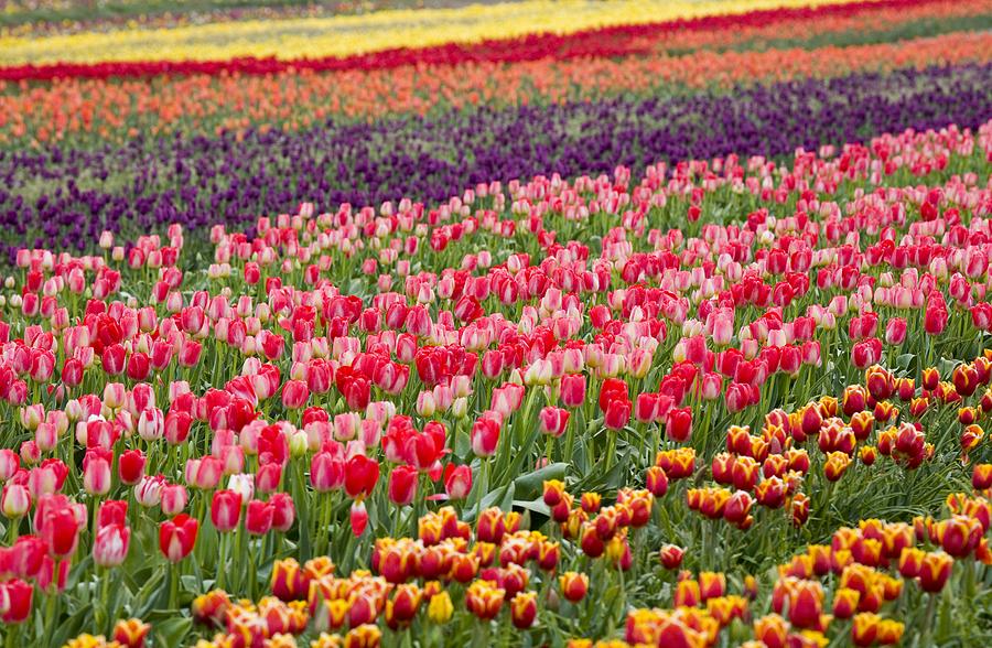 Flower Photograph - A Tulip Field #1 by Craig Tuttle