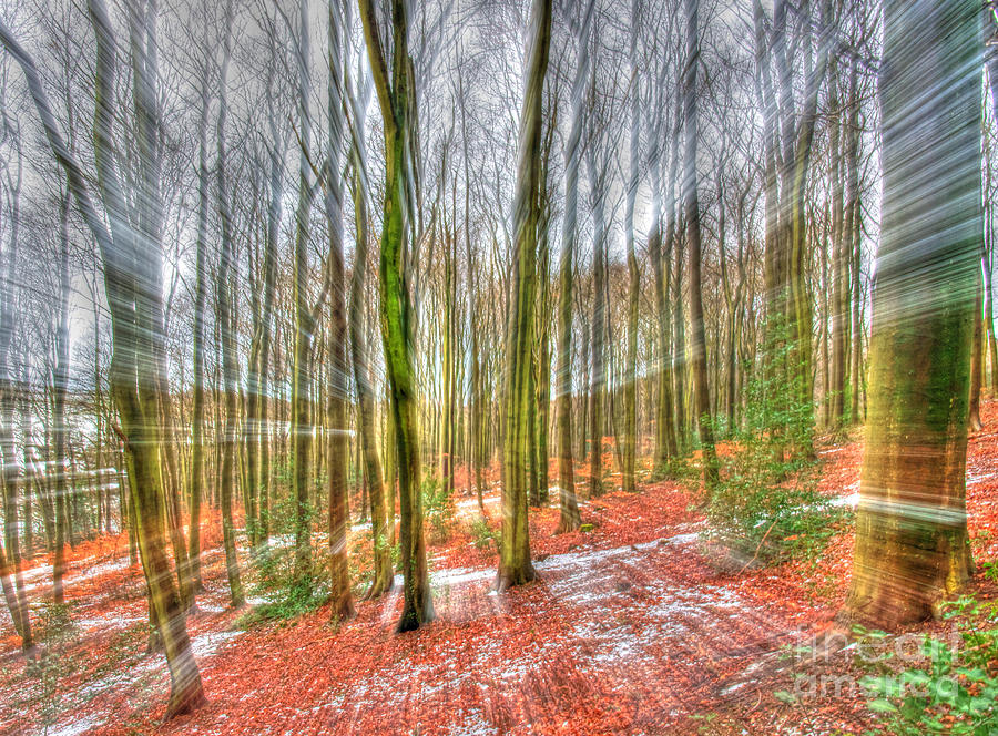 Abstract Forest #2 Photograph by David Birchall