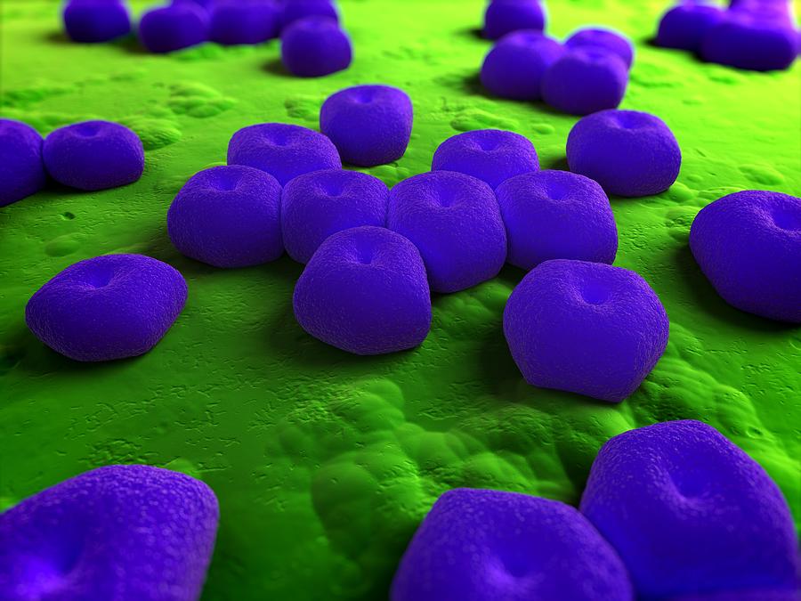 Acinetobacter Bacteria Artwork Photograph By Sciepro Pixels 4604