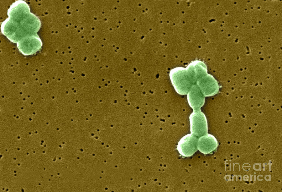 Acinetobacter Baumannii Bacteria, Sem #1 Photograph by Science Source
