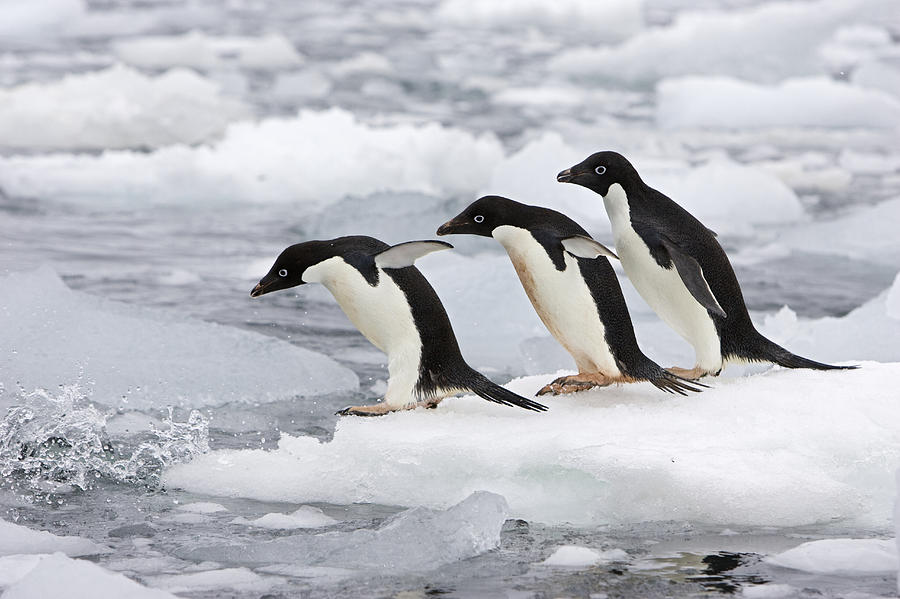 Adelie Penguins Diving Off Iceberg #1 Photograph by Suzi Eszterhas